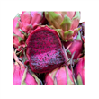 Pitahaya Rosa ( Dragon Fruit)